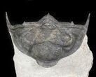 Delocare (Saharops) Trilobite - Bou Lachrhal, Morocco #45586-5